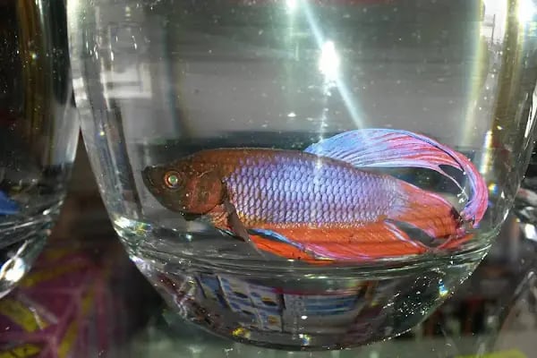 BERİL AKVARYUM PETSHOP - Resim 18