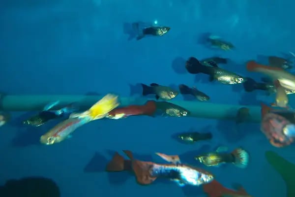 BERİL AKVARYUM PETSHOP - Resim 8