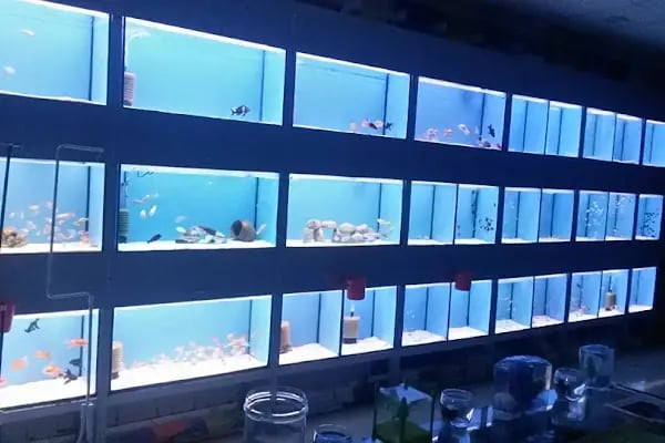 BERİL AKVARYUM PETSHOP - Resim 5