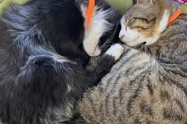 Bergama Petite Petshop - Resim 15