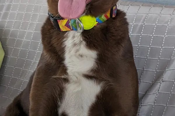 Bergama Petite Petshop - Resim 17