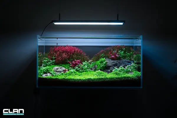 Clan Aquascaping Akvaryum Tasarım - Resim 1