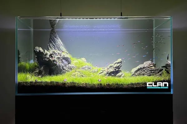 Clan Aquascaping Akvaryum Tasarım - Resim 3