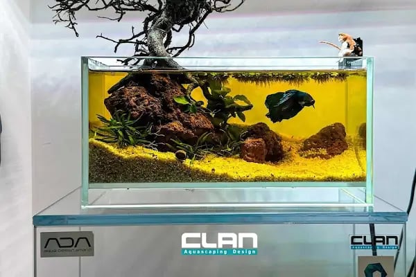Clan Aquascaping Akvaryum Tasarım - Resim 6