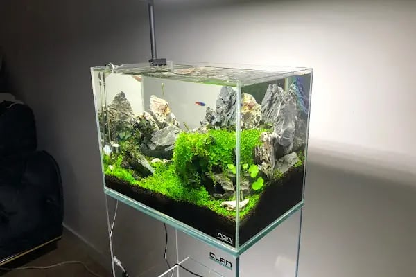 Clan Aquascaping Akvaryum Tasarım - Resim 16
