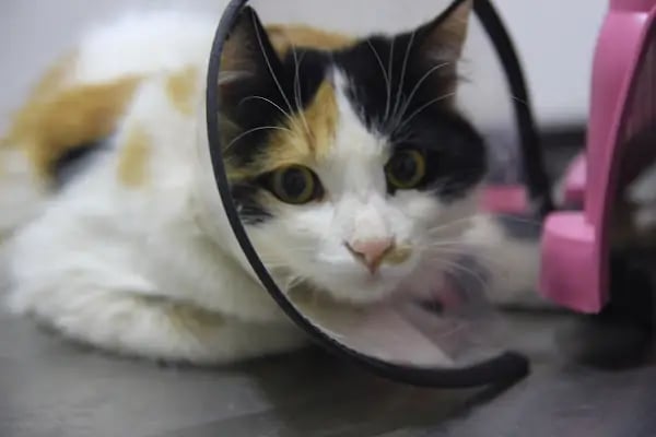 Karaca Veteriner Kliniği - Resim 7