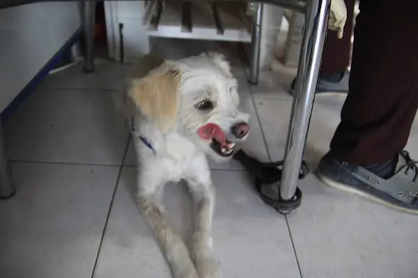 Karaca Veteriner Kliniği - Resim 8