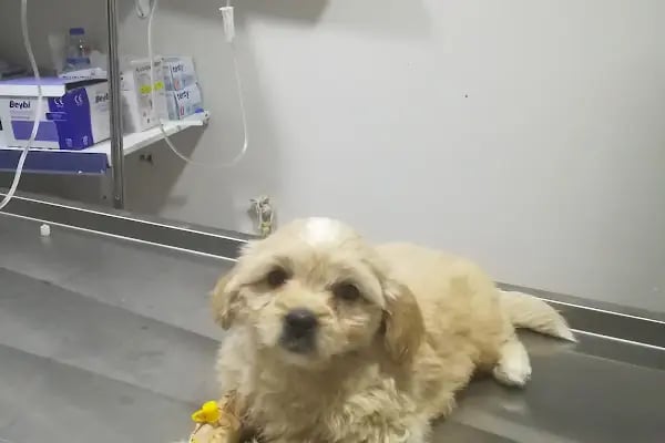Karaca Veteriner Kliniği - Resim 5