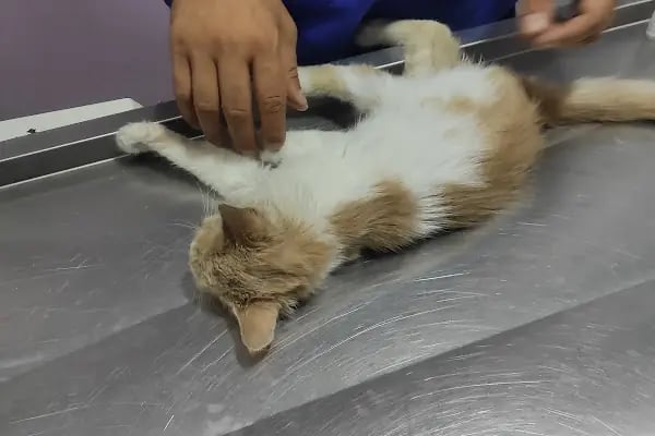 Karaca Veteriner Kliniği - Resim 13