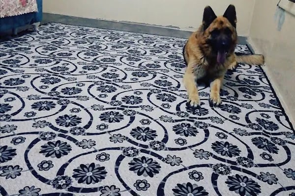 Karaca Veteriner Kliniği - Resim 15