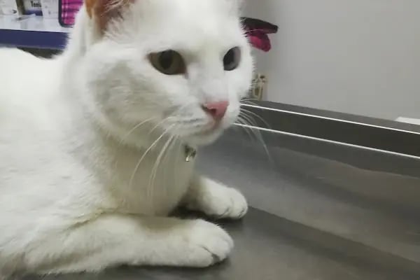 Karaca Veteriner Kliniği - Resim 16