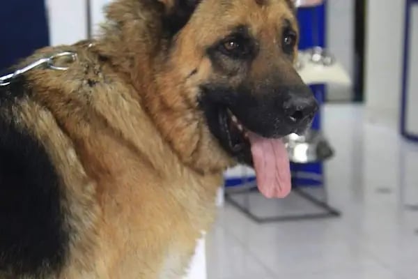 Karaca Veteriner Kliniği - Resim 12