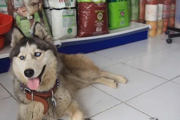 Karaca Veteriner Kliniği - Resim 17