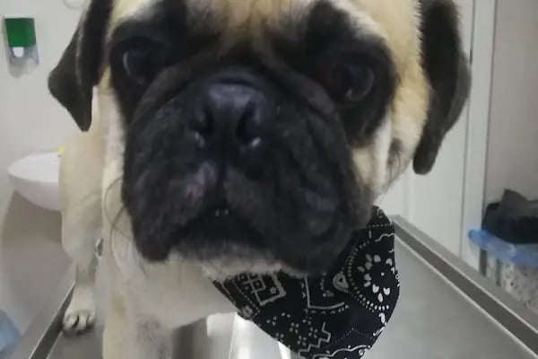Karaca Veteriner Kliniği - Resim 19