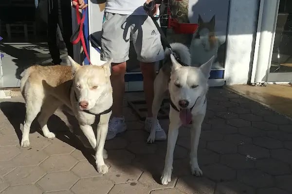 Karaca Veteriner Kliniği - Resim 20