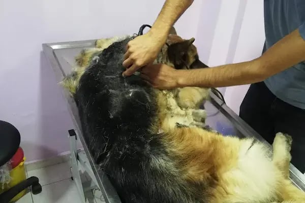 Karaca Veteriner Kliniği - Resim 4
