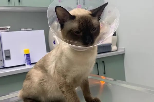Bohem Veteriner Kliniği - Resim 13