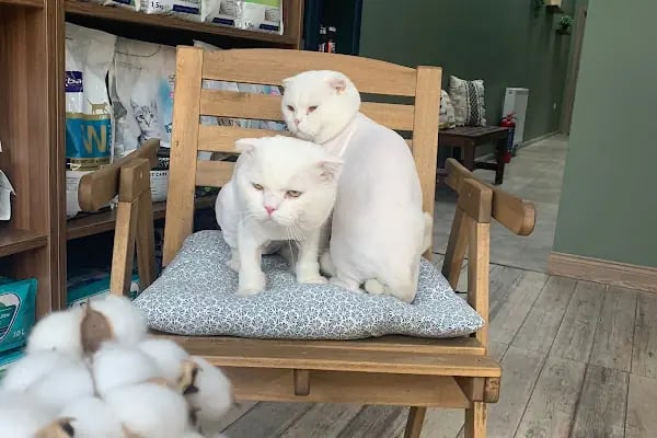 Bohem Veteriner Kliniği - Resim 19