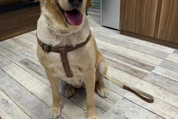 Bohem Veteriner Kliniği - Resim 18