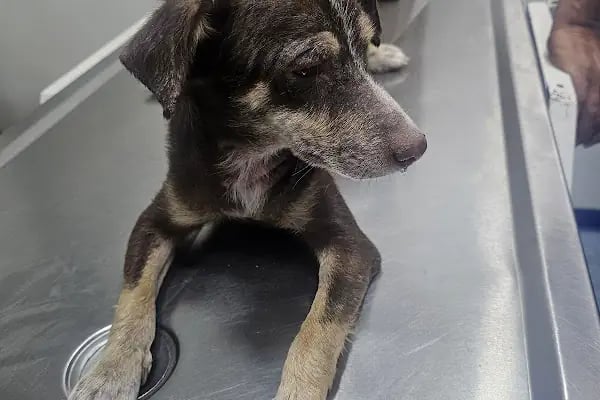 Vito Veteriner Kliniği - Resim 4