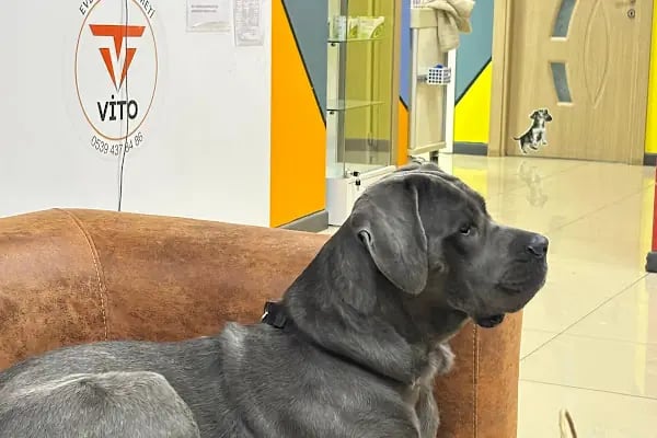 Vito Veteriner Kliniği - Resim 9