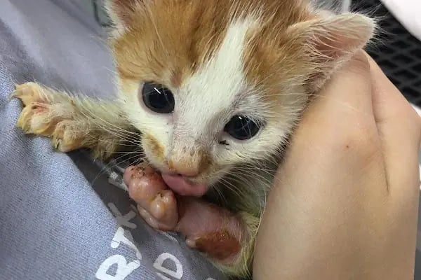 Vito Veteriner Kliniği - Resim 7