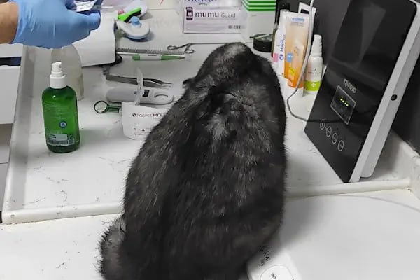 Vito Veteriner Kliniği - Resim 8