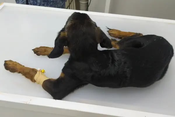Vito Veteriner Kliniği - Resim 5