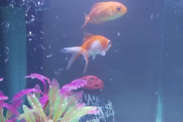 Tahtakale Akvaryum Petshop - Resim 1