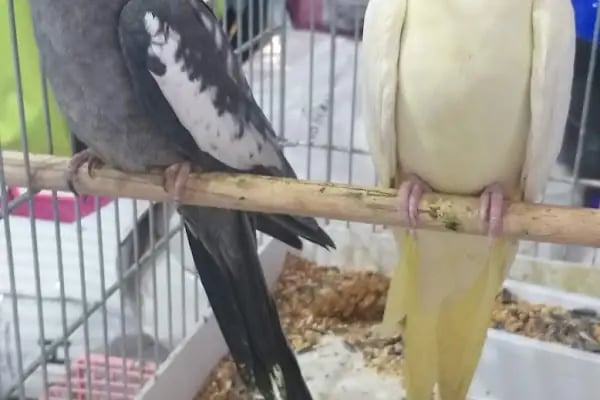 Tahtakale Akvaryum Petshop - Resim 7