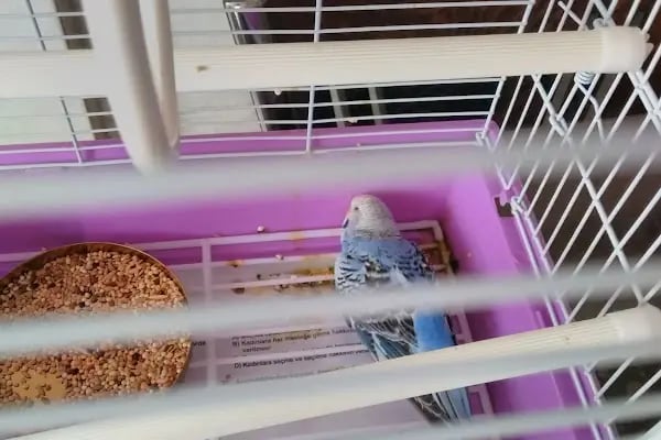 Tahtakale Akvaryum Petshop - Resim 10