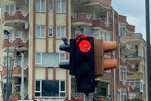 Can Dostum Veteriner Klinigi - Resim 5