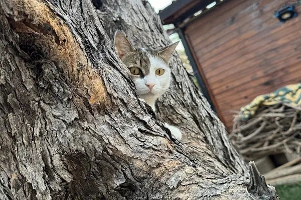 Can Dostum Veteriner Klinigi - Resim 11