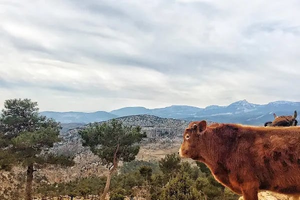 ÇARE VETERİNER KLİNİĞİ - Resim 3