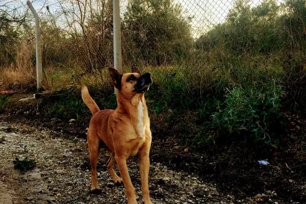 ÇARE VETERİNER KLİNİĞİ - Resim 15