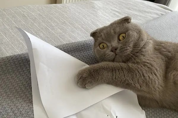 Patikule 7/24 Veteriner Kliniği Bahçeşehir Ispartakule - Resim 3