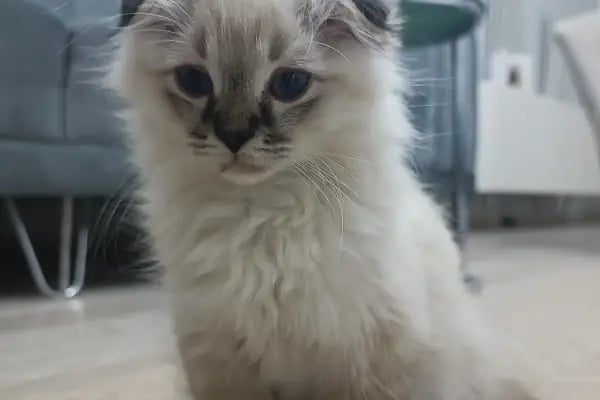 Patikule 7/24 Veteriner Kliniği Bahçeşehir Ispartakule - Resim 11