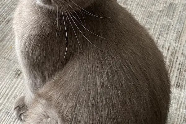 Patikule 7/24 Veteriner Kliniği Bahçeşehir Ispartakule - Resim 5