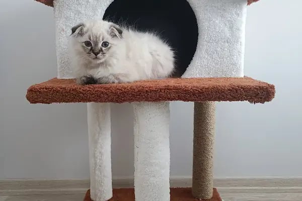 Patikule 7/24 Veteriner Kliniği Bahçeşehir Ispartakule - Resim 7