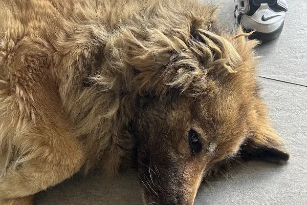 Patikule 7/24 Veteriner Kliniği Bahçeşehir Ispartakule - Resim 8