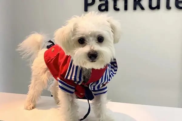 Patikule 7/24 Veteriner Kliniği Bahçeşehir Ispartakule - Resim 6