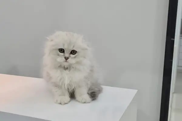 Patikule 7/24 Veteriner Kliniği Bahçeşehir Ispartakule - Resim 12