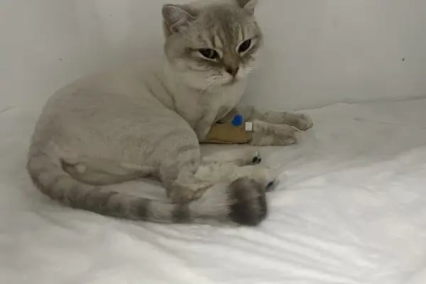 Buca Gazi Veteriner Polikliniği - Resim 18