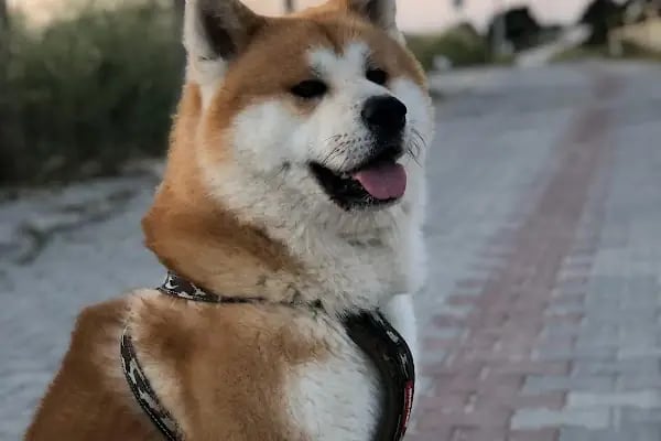 Buca Gazi Veteriner Polikliniği - Resim 15