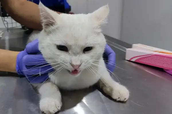 miyavet Veteriner Kliniği - Resim 9
