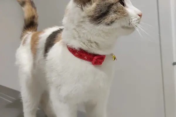 miyavet Veteriner Kliniği - Resim 5