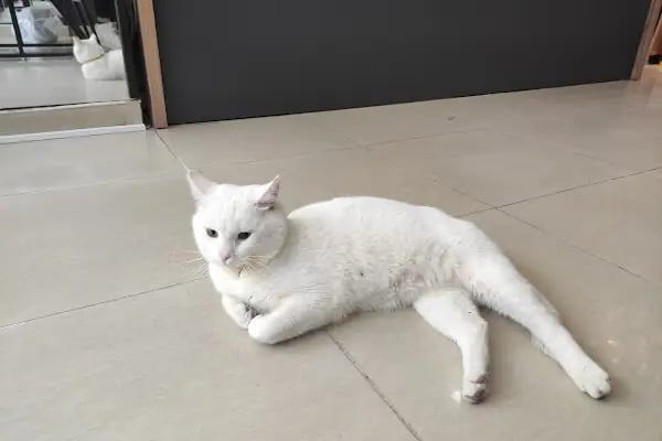 miyavet Veteriner Kliniği - Resim 17