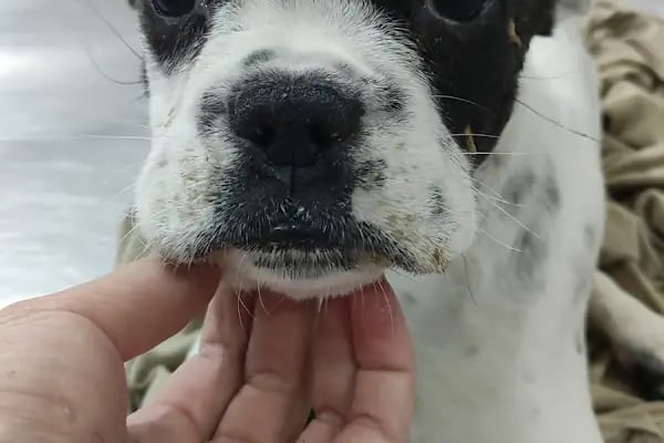 miyavet Veteriner Kliniği - Resim 19