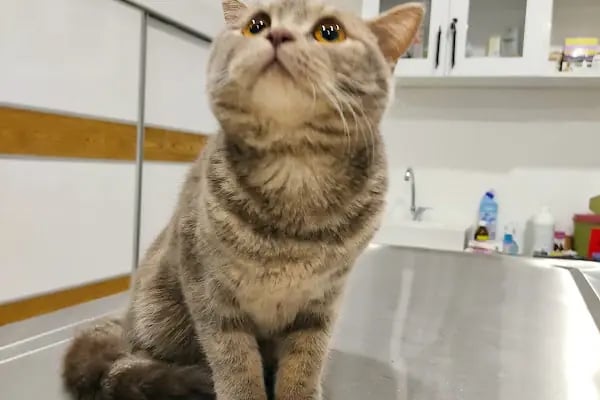 miyavet Veteriner Kliniği - Resim 1