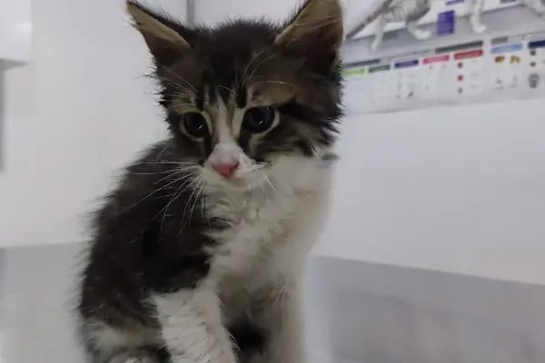 miyavet Veteriner Kliniği - Resim 13